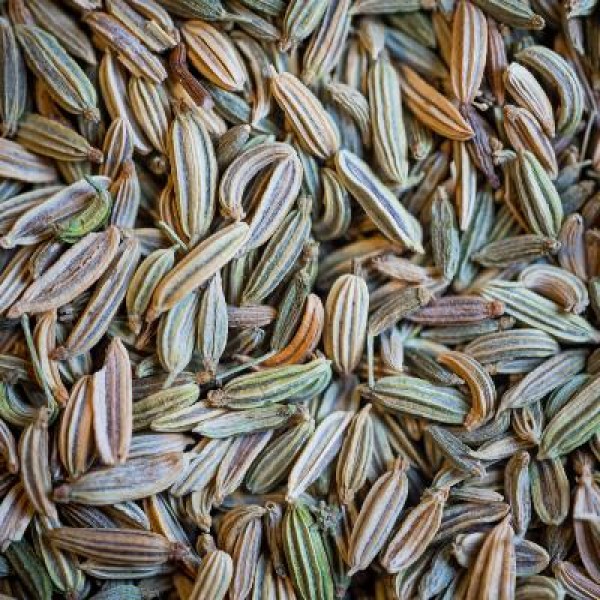 Fenouil * Semences Bio 50 g